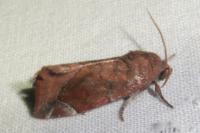 Cosmia pyralina