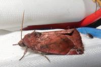 Cosmia pyralina