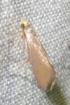 Crassa unitella