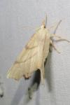 Ennomos erosaria