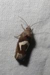Epiblema foenella