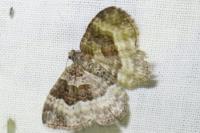 Epirrhoe alternata