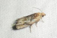 Eucosma gr. hohenwartiana