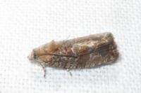 Eudemis profundana