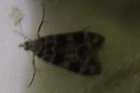 Eudonia delunella