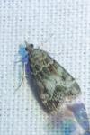 Eudonia mercurella