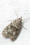 Eudonia mercurella