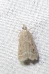 Eudonia pallida