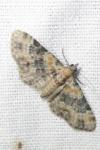 Eupithecia linariata/pulchellata