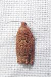 Gypsonoma minutana