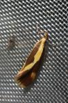 Harpella forficella