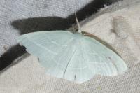 Hemistola chrysoprasaria