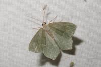 Hemithea aestivaria