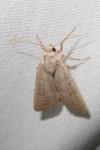 Hoplodrina ambigua