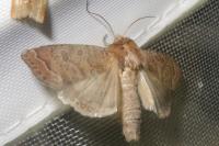 Hoplodrina octogenaria