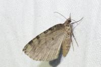 Hydriomena furcata