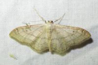 Idaea aversata