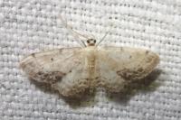 Idaea dimidiata