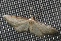 Idaea fuscovenosa