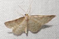 Idaea fuscovenosa
