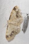 Idaea trigeminata