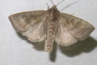 Ipimorpha subtusa