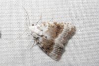 Meganola albula