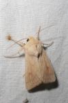 Mythimna vitellina