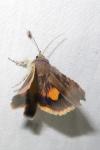 Noctua janthina
