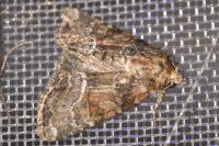 Oligia latruncula