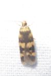 Oegoconia