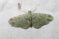 Pasiphila rectangulata