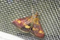 Pyrausta aurata