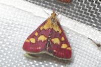 Pyrausta purpuralis