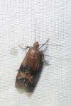 Rhodophaea formosa