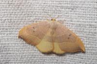 Watsonalla binaria