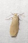 Wittia sororcula