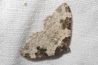 Xanthorhoe fluctuata