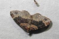 Xanthorhoe ferrugata