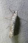Yponomeuta irrorella