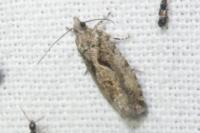 Zeiraphera isertana