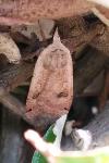 Noctua pronuba