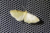 Idaea fuscovenosa