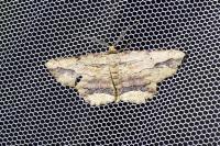 Menophra abruptaria