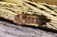 Noctua pronuba