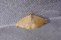 Watsonalla uncinula