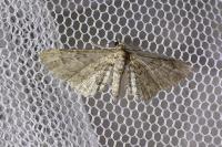 Gymnoscelis rufifasciata