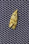 Aethes margarotana