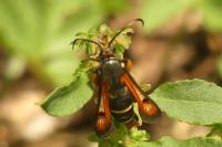 Pyropteron chrysidiforme