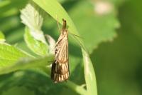 Chrysocrambus linetella